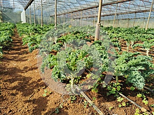 land preparation for new crop season, scenery of agriculture field