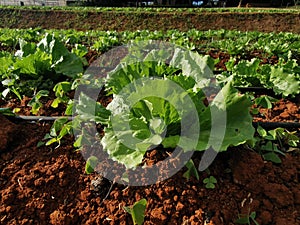 land preparation for new crop season, scenery of agriculture field