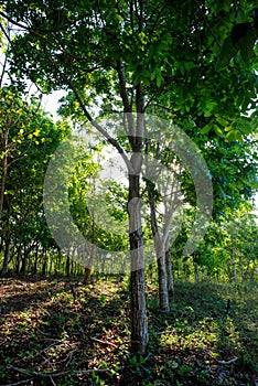 Land of a quarry reforested with mahogany trees