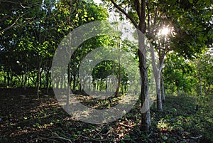 Land of a quarry that was reforested photo