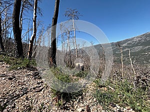 Land after recent wildfire. photo