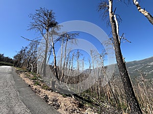 Land after recent wildfire. photo