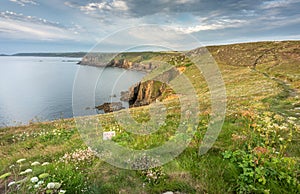 Land`s End coastline, clifftops and summer flowers,looking north at sunset,Cornwall,England,UK
