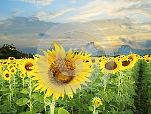 Land scape of agriculture of sunflowers field against beautiful