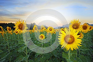 Land scape of agriculture of sunflowers field against beautiful