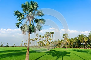 Land scape view of Toddy palm and ricefield