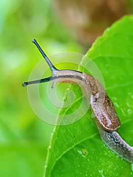Land slug