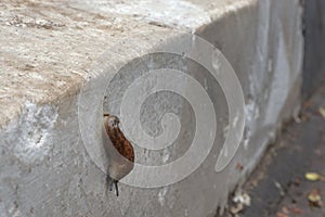 Land slug on kerbstone of road