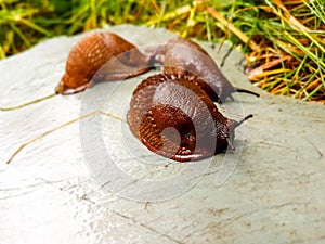 Land slugs