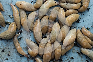 Land slugs. Group snapshot.