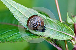 The land snail Arianta arbustorum