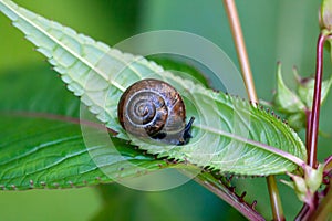 The land snail Arianta arbustorum