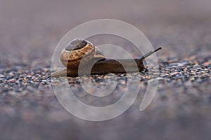 Land snail arianta arbustorum on asphalt path