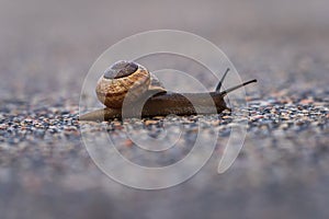 Land snail arianta arbustorum on asphalt path