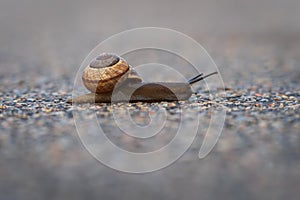 Land snail arianta arbustorum on asphalt path