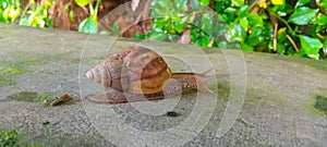 Land snail or bekicot Achatina fulica outside on green leaf.