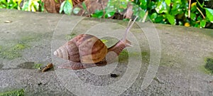 Land snail or bekicot Achatina fulica outside on green leaf.