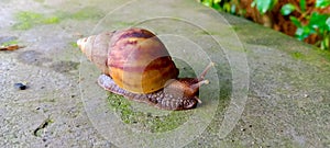 Land snail or bekicot Achatina fulica outside on green leaf.