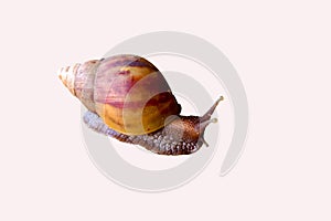 Land snail or bekicot Achatina fulica outside on white background.