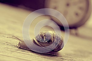 Land snail and clock, in sepia tone