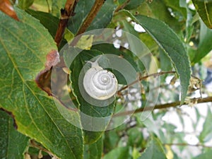 Land snail, gastropod clam with a white shell with black splashes on a leaf of a bush in the garden. Germany