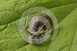 Land snail at a green leaf