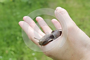 Land snail on hand