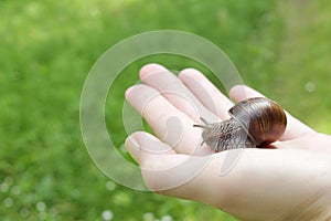 Land snail on hand