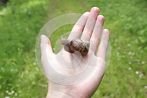 Land snail on hand