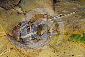 Land snail, Helix aspersa, Cornu aspersum