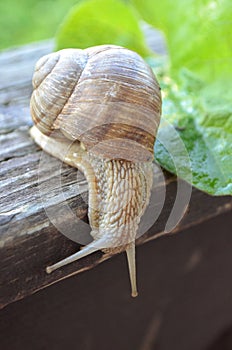 Land snail Helix pomatia mollusc on a green leaf and a wooden board close-up image