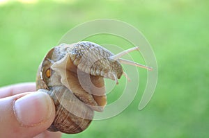 Land snail Helix pomatia mollusc on a green leaf and a wooden board close-up image