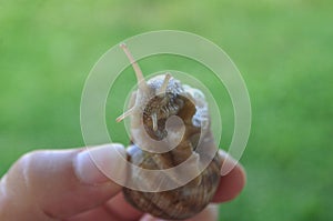 Land snail Helix pomatia mollusc on a green leaf and a wooden board close-up image