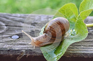 Land snail Helix pomatia mollusc on a green leaf and a wooden board close-up image