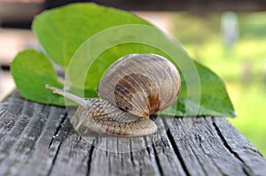 Land snail Helix pomatia mollusc on a green leaf and a wooden board close-up image