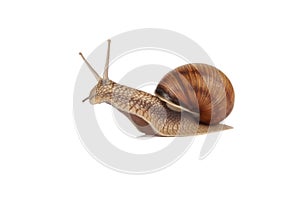 Land snail isolated