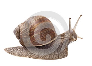 Land snail photo