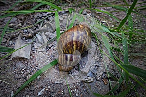 Land snail is one of snail species that live on land, as opposed to sea snails and freshwater snails