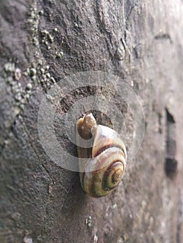 The land Snail on rock