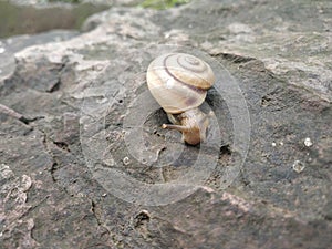 The land Snail on rock photo