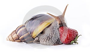 Land snail and strawberries