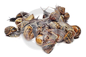 Land snails