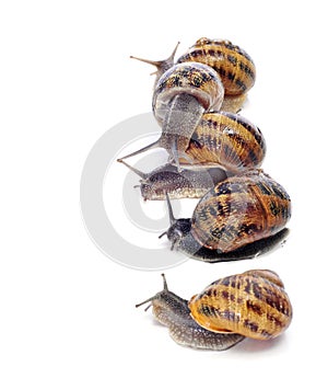 Land snails