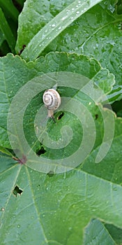Land snails are the largest and most important series, and most of them live on land.