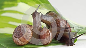land snails on the plant, close-up
