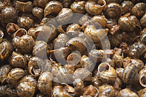 Land snails in sauce, gastronomy