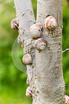 Land snails on a tree