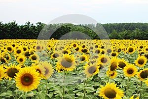 Land with sunflowers