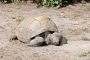 Land Tortoise