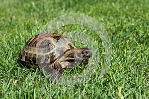 A land tortoise crawls on a green grass lawn during the day under the sun